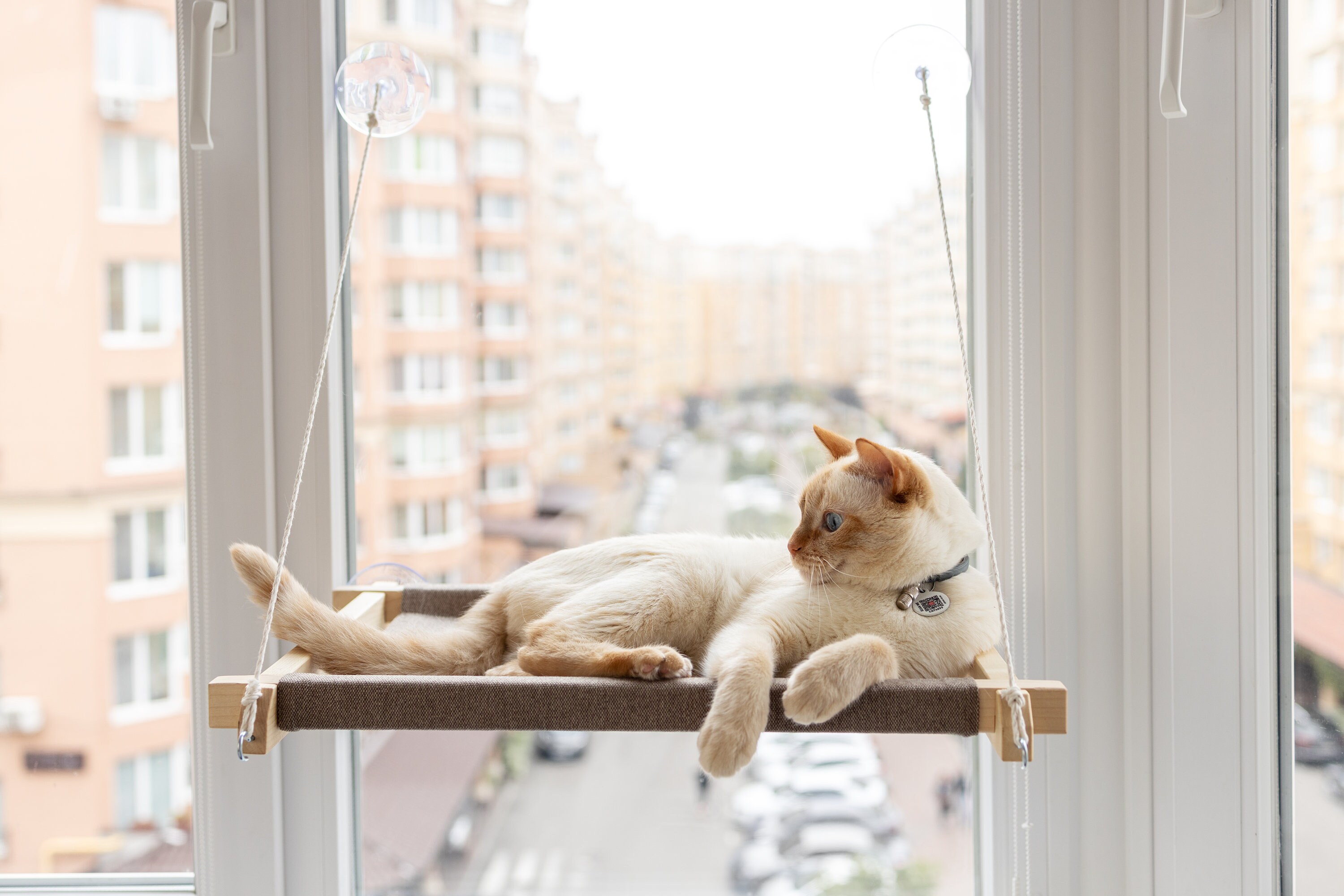 Cat Window Perch, Cat Window Hammock, Cat Window Ledge, Cat Window