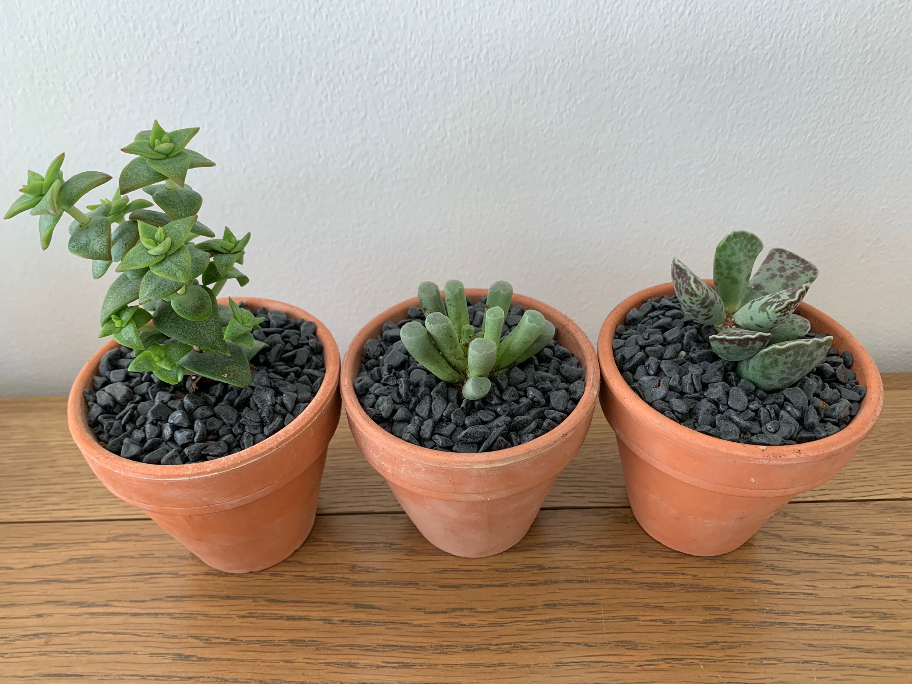 Black Gravel Top Dressing for Plant Pots Succulent Gravel Etsy UK