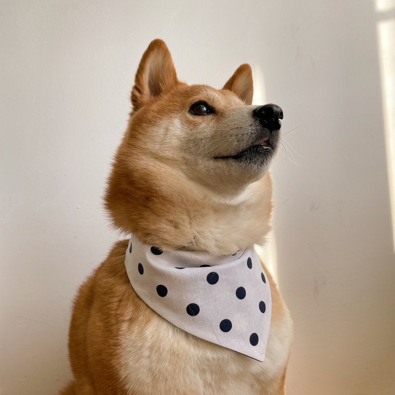 Blue Daisy Print Reversible Pet Bandana. Cat Bandana. Dog Bandana. 100% Cotton. image 2