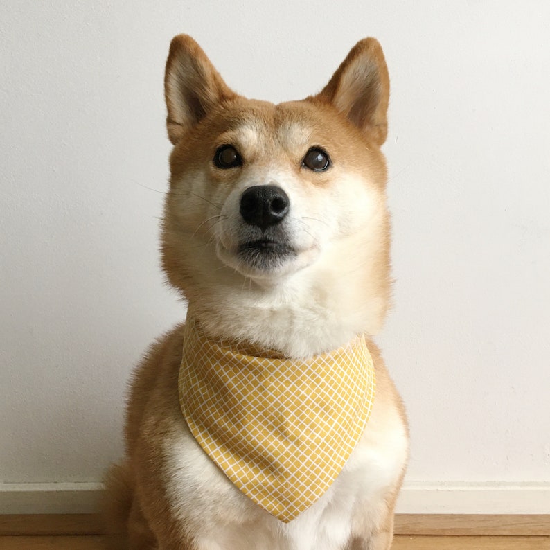 Bandana reversible para mascotas con estampado de panda amarillo. Pañuelo de gato. Pañuelo para perros. 100% algodón. imagen 3