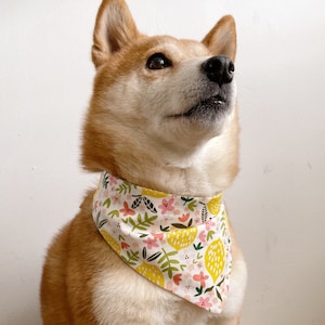 Puede incluir: Un perro Shiba Inu con un pañuelo amarillo, rosa y verde con un patrón de limón y flores. El pañuelo está atado alrededor del cuello del perro.