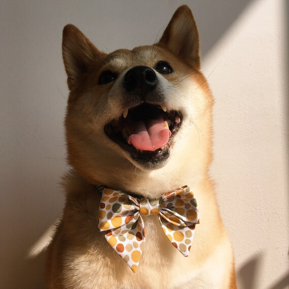 Etsy dog on sale collar bow tie