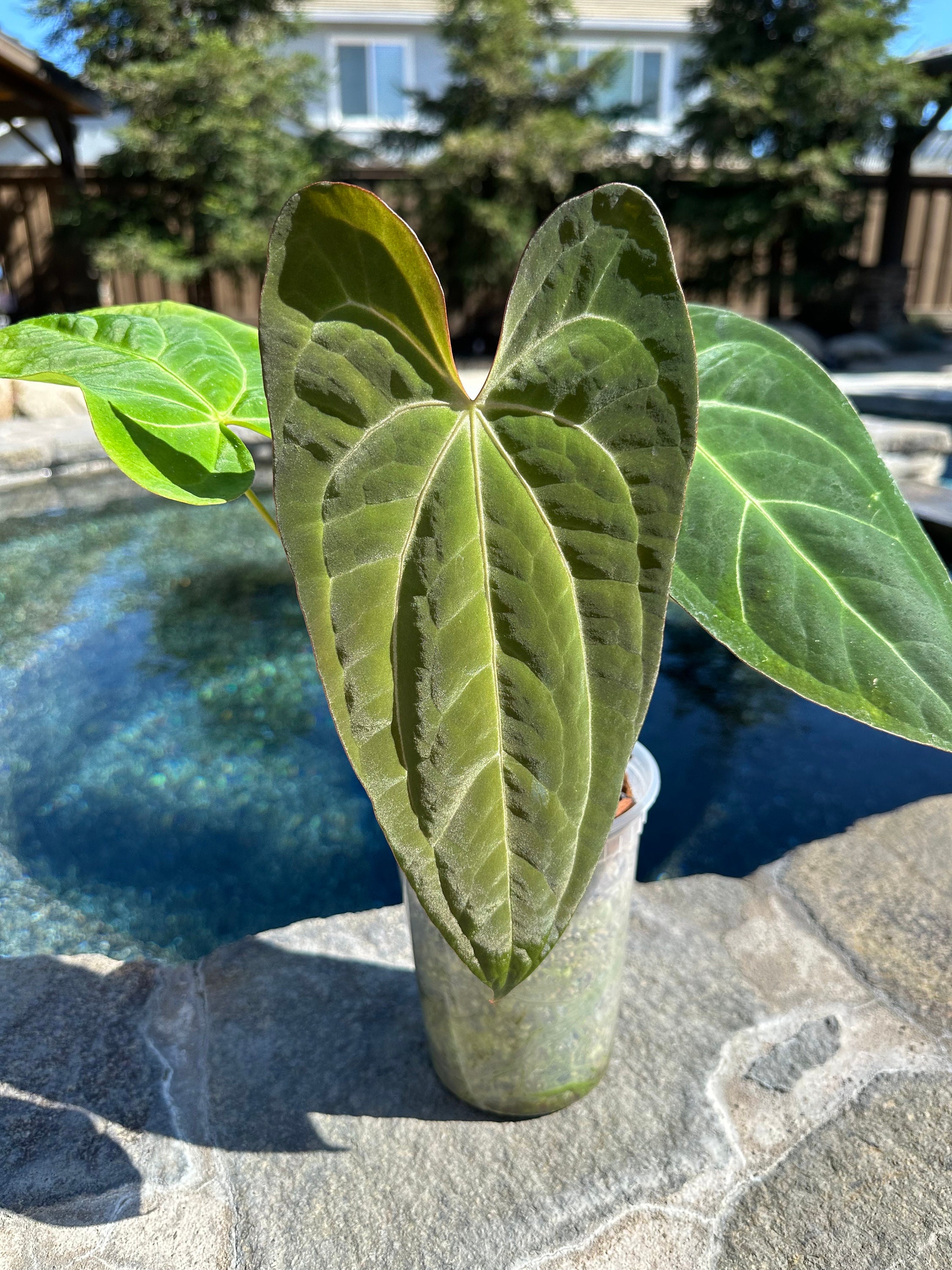 Anthurium'Ace of Spades' ハイブリッド交配
