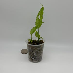 May include: A small green plant with elongated, wavy-edged leaves featuring a single visible fenestration, planted in a clear plastic cup filled with dark soil. A silver-colored coin is placed next to the cup for scale reference.