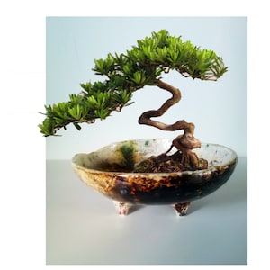 Op de afbeelding: Een bonsaiboom met groen blad en een gedraaide stam, die groeit in een bruine en witte keramische pot met drie poten.