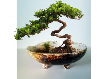 TSUCHI,  Bonsai Planter