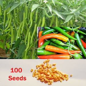 100 Green Chilli Seeds Medium HOT Long Chili Pepper Chile From Ceylon Free Shipping
