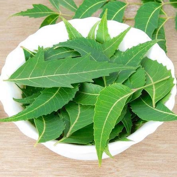 Organic Dried Neem Leaves Azadirachta indicia Nimtree Indian Lilac Anti-Bacterial Herbal Leaves Ayurveda Ayurvedic Herbal Leaf