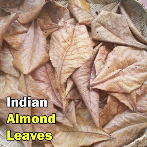 Catappa Indian Almond Dried Leaves for Aquariums Shrimps Fish Health Cleaner