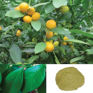 Ceylanica Atalantia Leaf Powder Naran Yaki Lemon Wild Organic Pack Combo Lemon