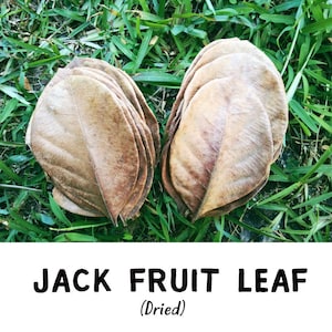 Organic Jackfruit Leaves for Aquarium Shrimp & Biofilm