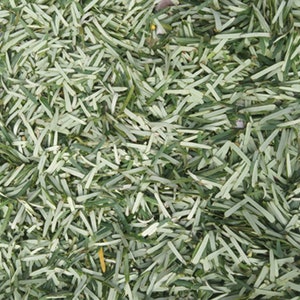 Dried Amla Leaves Phyllanthus emblica 50/100/200/400g image 3