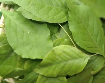 Bael Leaves Bilva Patra Bel Marmelos Aegle Apple Wood Organic Herb Leaf Patta Oz