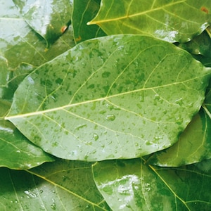 Hojas De Aguacate Secas Orgánicas Hojas De Aguacate Secas Té Puro Ceilán 100% Herbal