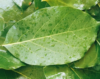 Leaves Avocado Dried Organic Hojas De Aguacate Secas Pure Tea Ceylon 100% Herbal