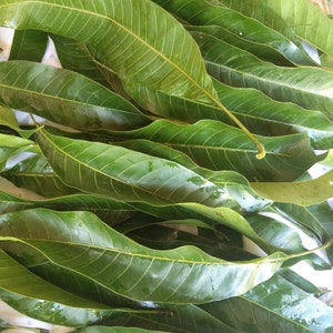 Organic Dried Mango Leaves: Natural Ceylon Tea