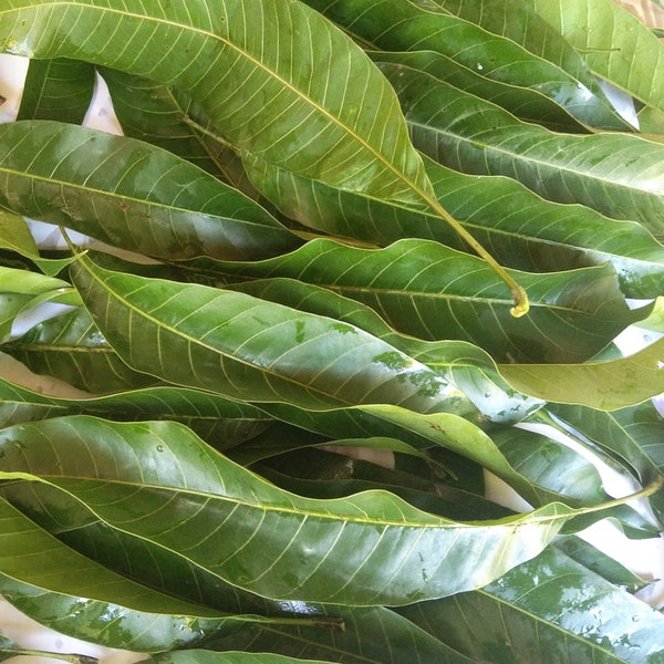 Feuilles de mangue séchées BIO pour thé naturel fait maison de Ceylan Livraison gratuite