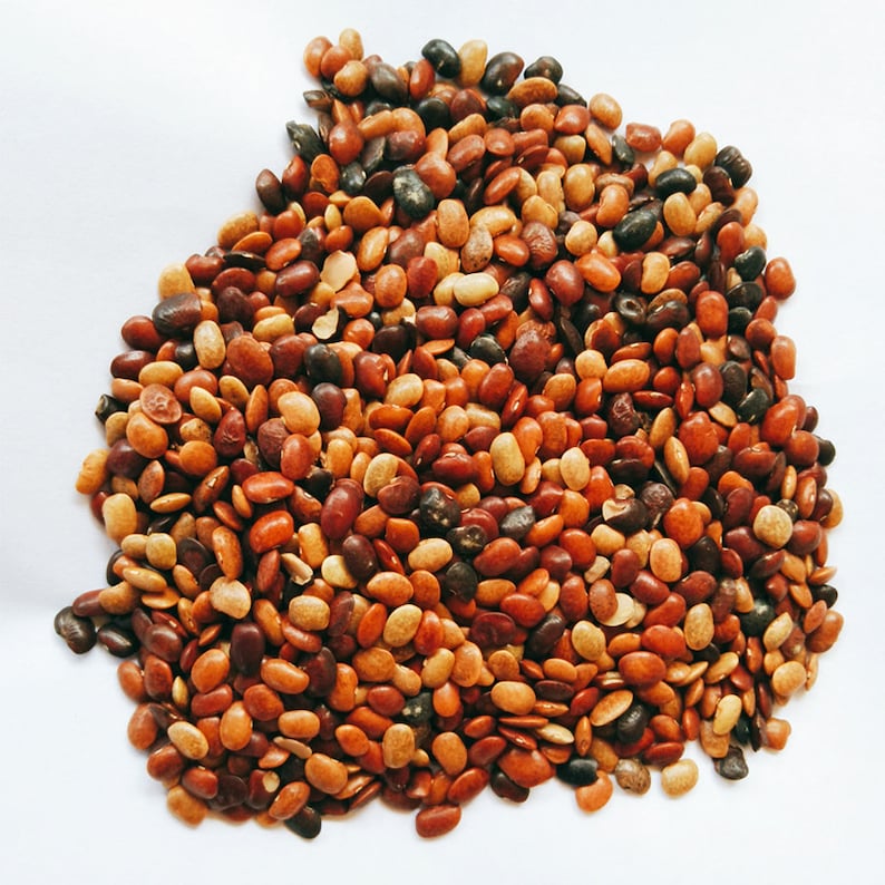 Horse Gram Dal Kulthi Brown Lentil Legume Macrotyloma Uniflorum Whole Hurali Etsy