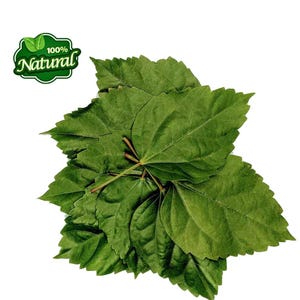 Hojas secas de hibisco, hierbas orgánicas nutritivas, hojas secas de gudhal de Ceilán