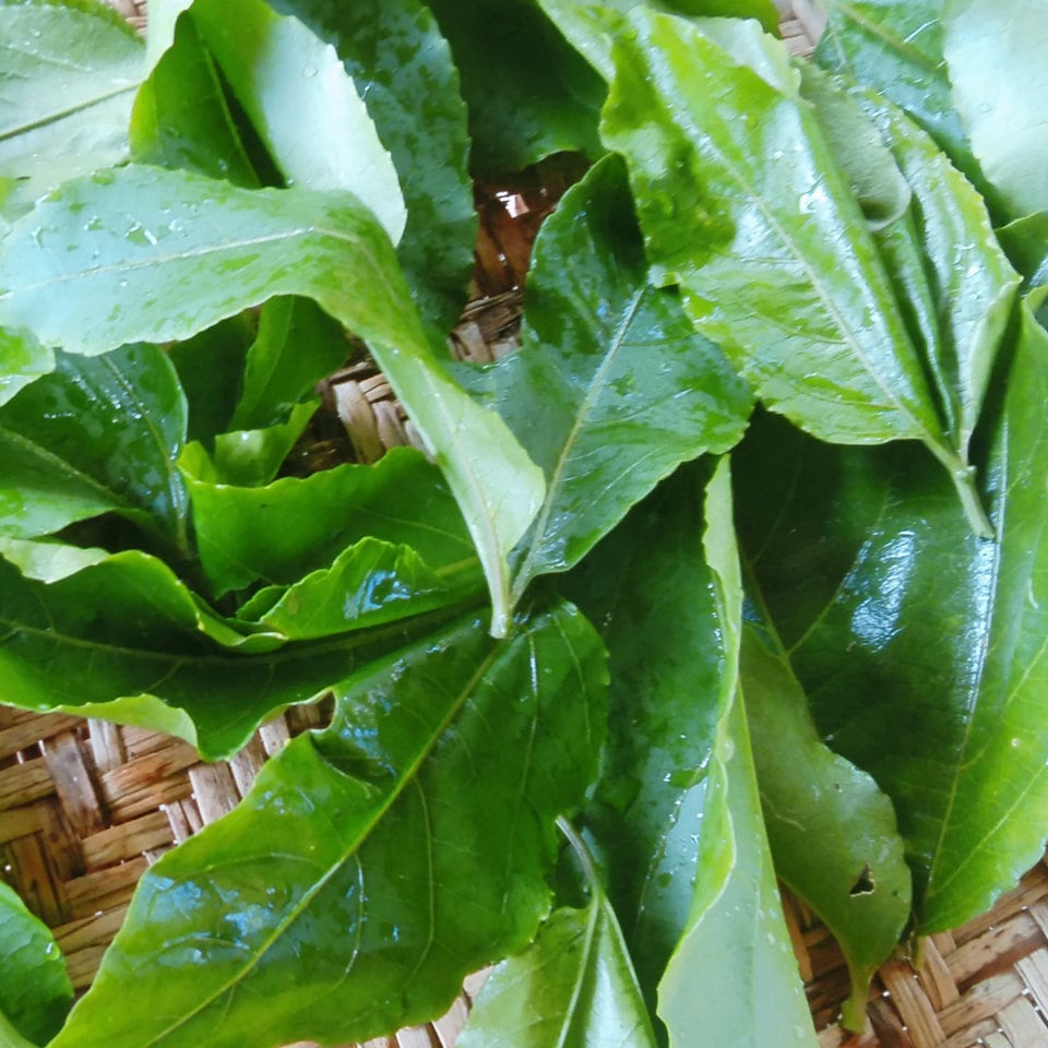 Passionfruit Leaf Organic 100 Pure Dried Granadilla Barbadine Etsy