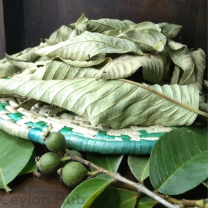 Dried Guava Leaves Hojas de Guayaba Fresh Organic Psidium Guajava Anti Diabetic Tea