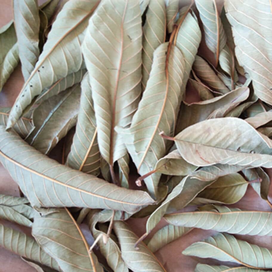 Hojas de guayaba secas Hojas de Guayaba Té antidiabético orgánico