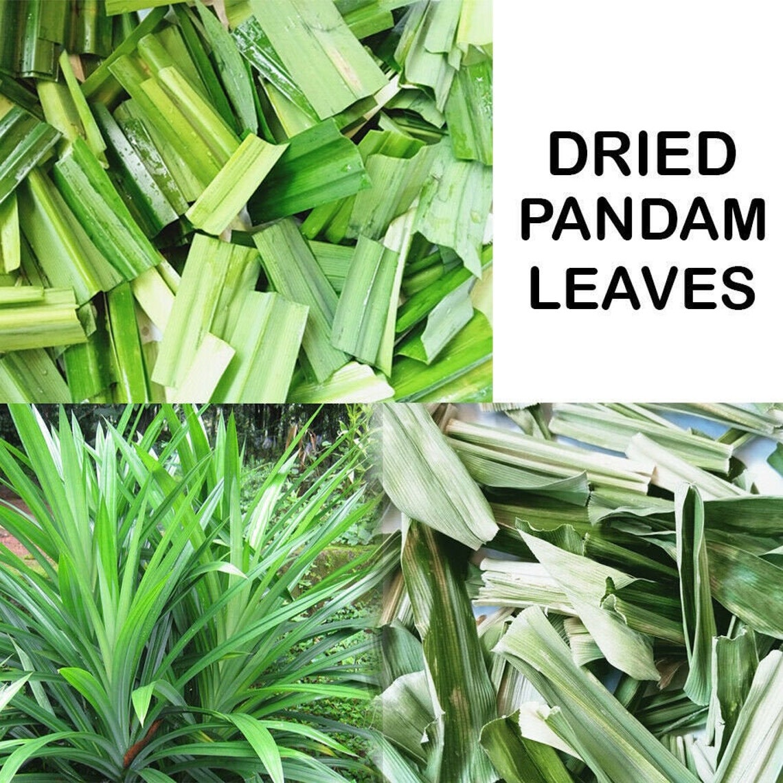 A Pandan Organic Leaves Dried Leaf Fragrant Pandanus From Etsy A Pandan Organic Leaves Dried Leaf Fragrant Pandanus From Etsy