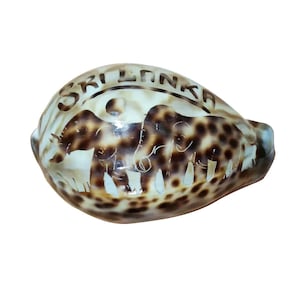 Tiger Cowrie Sea Shell Sri Lanka Carved Very Rare Beach Home Decor Nautical 1Pcs