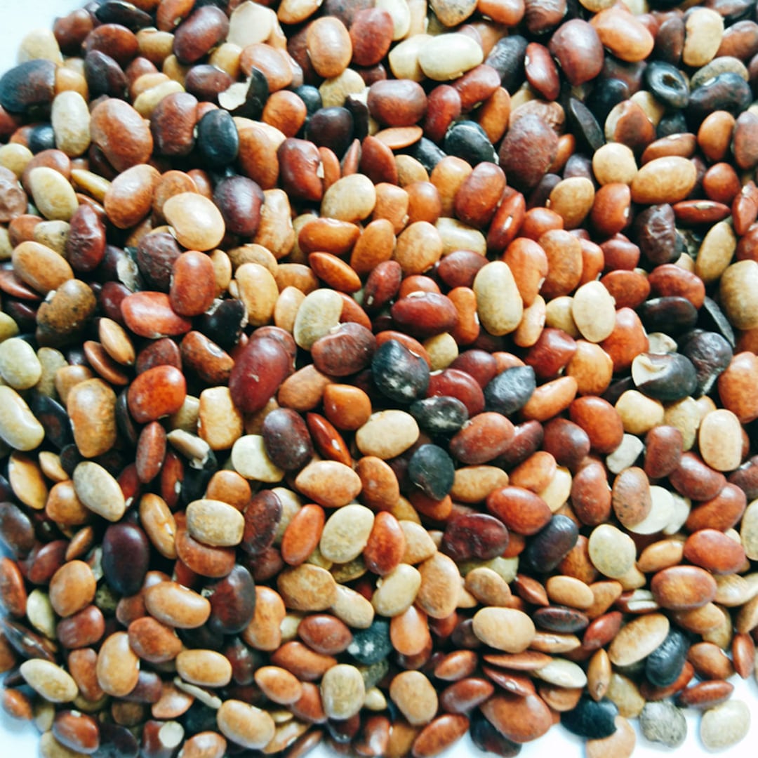 Horse Gram Dal Kulthi Brown Lentil Legume Macrotyloma Uniflorum Whole