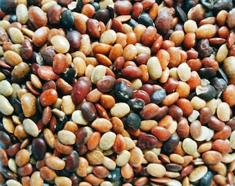 Horse Gram Dal Kulthi Brown Lentil Legume Macrotyloma Uniflorum Whole Hurali