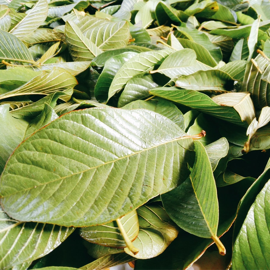 Hojas de guayaba secas Hojas de Guayaba Té antidiabético orgánico