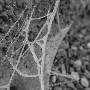 Black and White Print of a Spider&#39;s Web Frozen in Desert, Nature Landscape Photography, Big Bend National Park, Home Decor, Large Wall Art