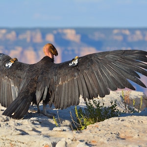 INSTANT Digital Download, California Condor Bird Wings Outspread Print, Ornithology Nature Photography, Grand Canyon National Park, Fine Art