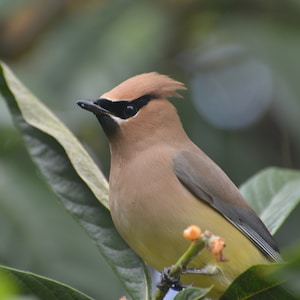 INSTANT Digital Download, Close-up Regal Cedar Waxwing Bird Perched in Loquat Tree, Houston Texas, Ornithology Nature Photography, Fine Art