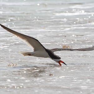 INSTANT DIGITAL DOWNLOAD, Graceful Black Skimmer Bird Fishing, Ornithology Nature Photography, Shorebird Beach Decor, Home Large Wall Art