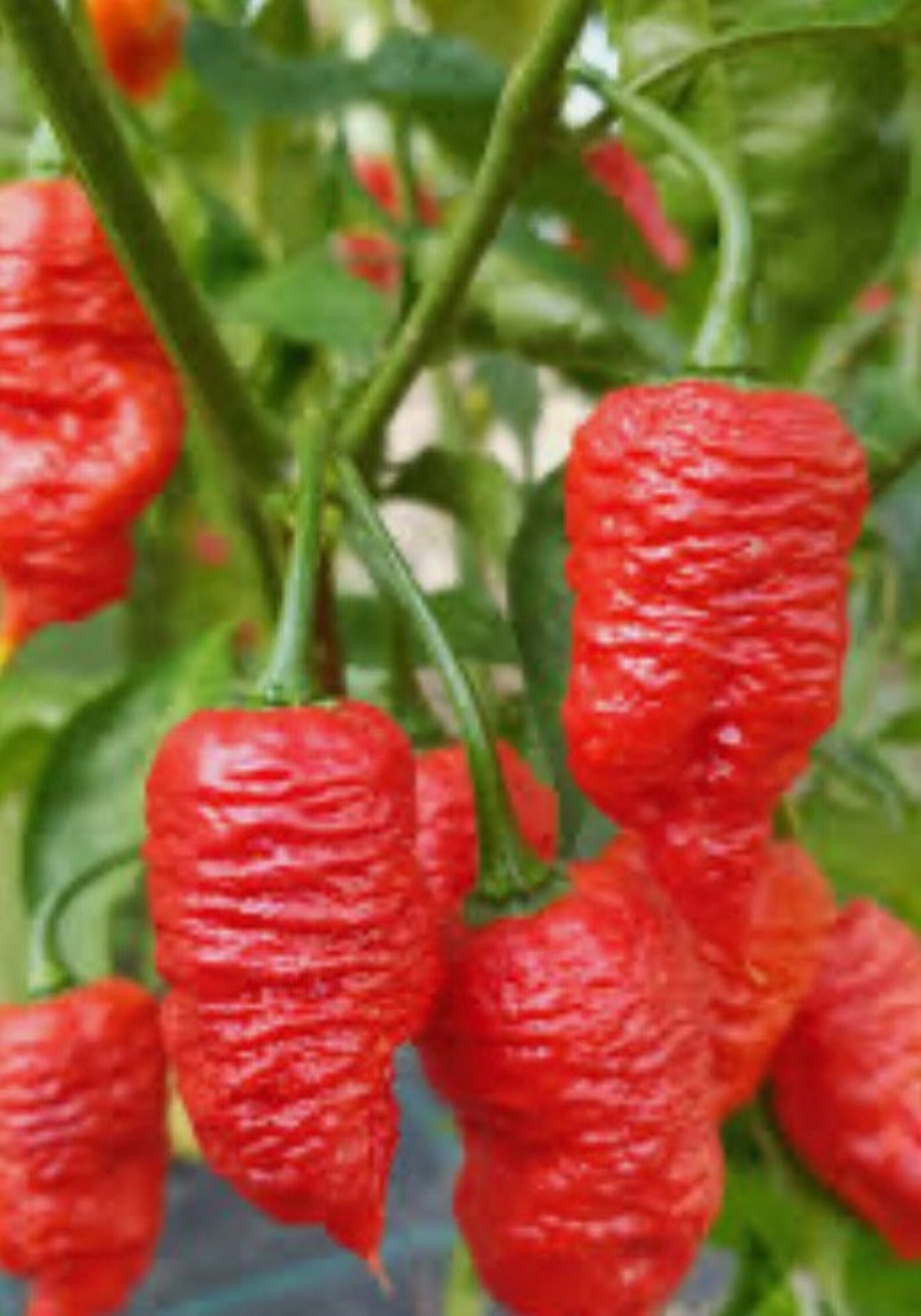 death spiral pepper death spiral pepper