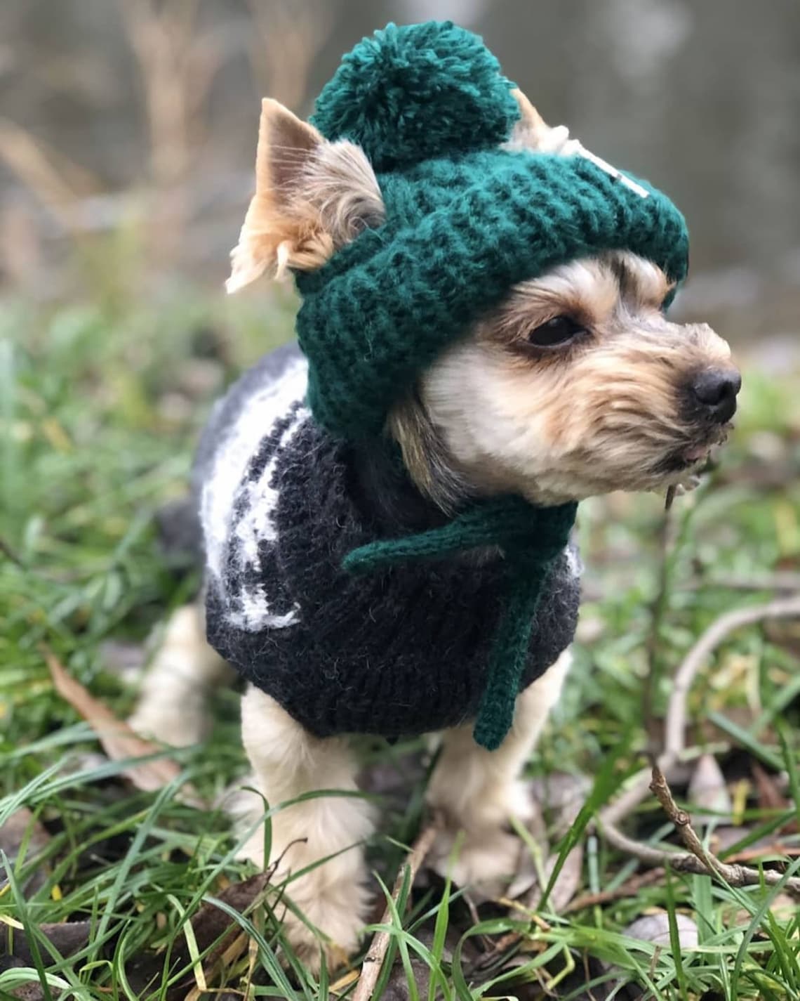 Dog hat Dog clothes smallCrochet Dog hat Yorkie hat Hats Etsy