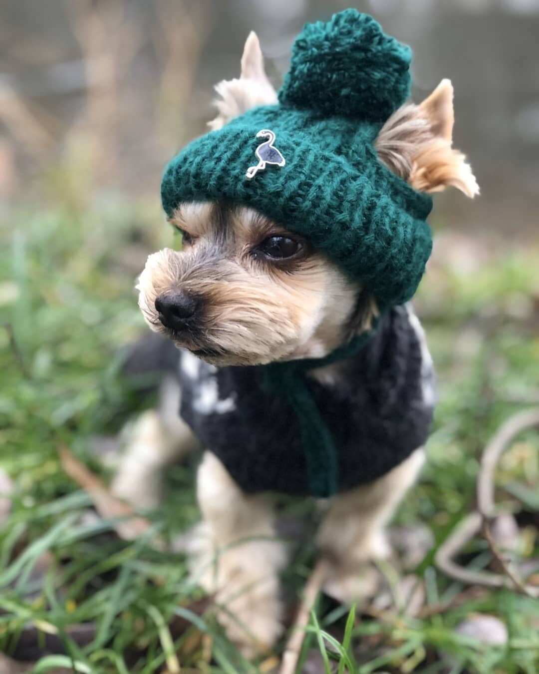 small dog beanie
