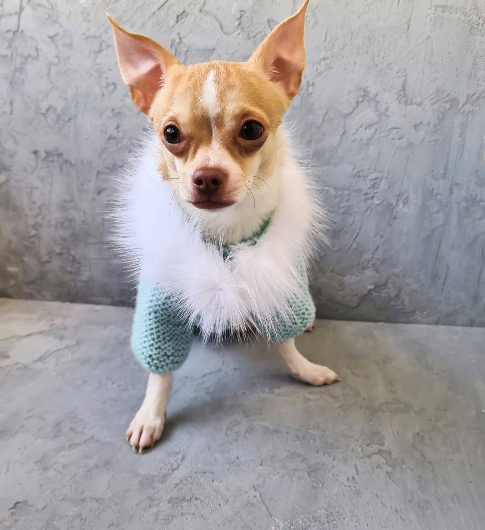 Chihuahua clothesSmall dog coat fur and harness hole Etsy