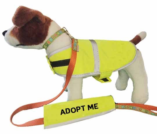  Dogline Adopt Me Vest Patches – Removable Adopt Me Patch 2-Pack  with Reflective Printed Letters for Support Dog Vest Harness Collar or  Leash Small/Medium : Pet Supplies