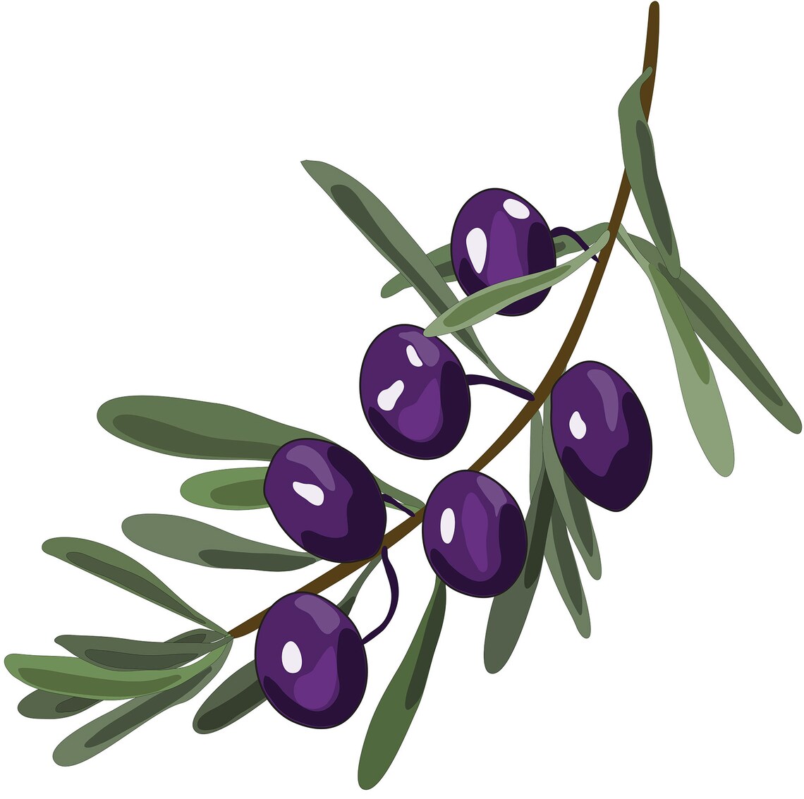 Rama de olivo dibujo vectorial uso comercial ai svg Etsy