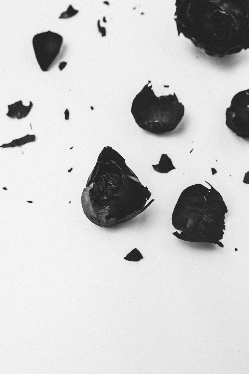 May include: Black rose petals scattered on a white background. The petals are dried and brittle, with some showing signs of decay. The image evokes a sense of loss and transience.