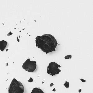May include: Black rose petals scattered on a white background. The petals are dried and brittle, with some of them broken into smaller pieces.