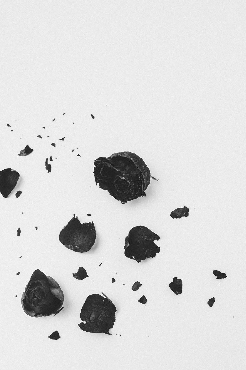 May include: Black rose petals scattered on a white background. The petals are dried and brittle, with some of them broken into smaller pieces.