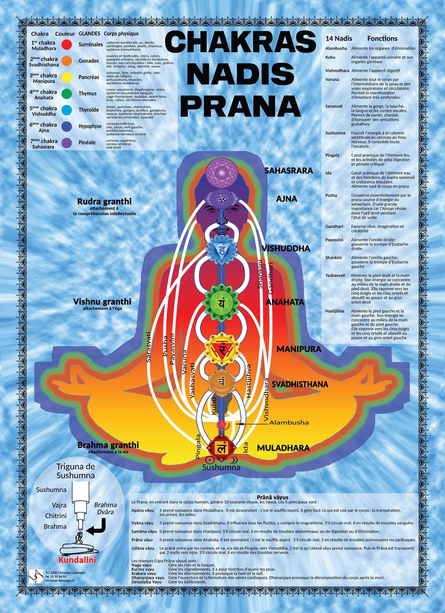 Poster Signification Des 7 Chakras Majeurs, 14 Nadi Principaux, Dix Prâna et Leurs Significations en
