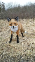 Realistic Plush Fox: Handmade Soft Toy for Wildlife Lovers and Rustic Decor
