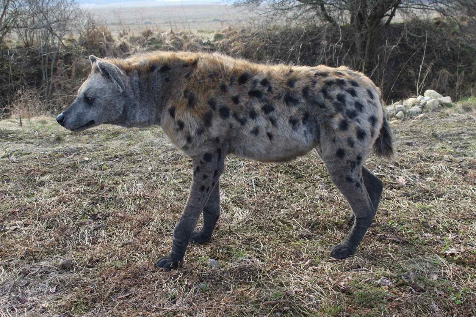 リアルなブチハイエナのぬいぐるみ - 手作りの可動式アートドール リアルなブチハイエナのぬいぐるみ - 手作りの可動式アートドール