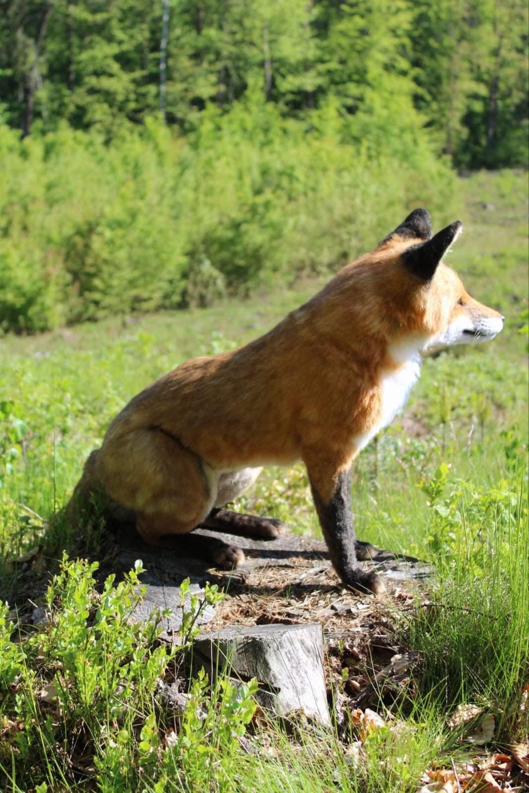 Fox Realistic Plush Handmade Soft Toy for Wildlife Lovers and