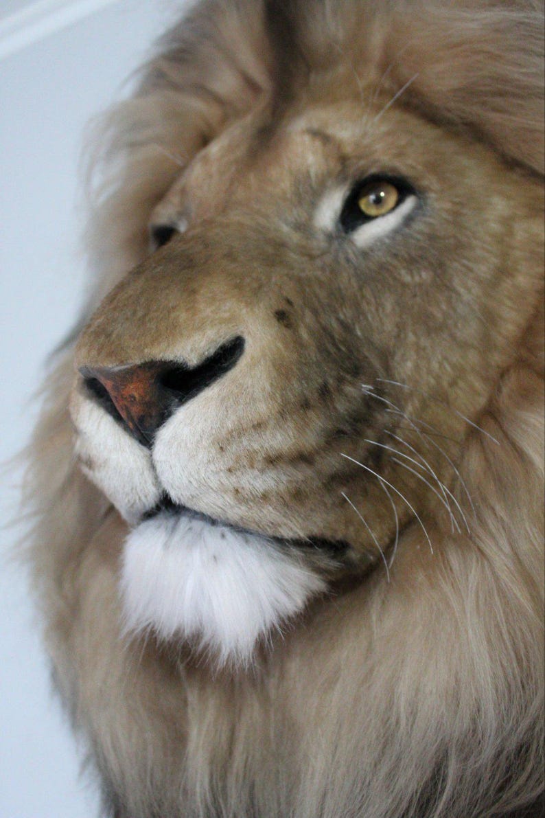 Lion Head Faux Fur Wall Mount: Safari Decorations image 7