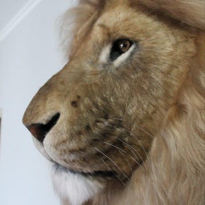 Lion Head Faux Fur Wall Mount: Safari Decorations image 2